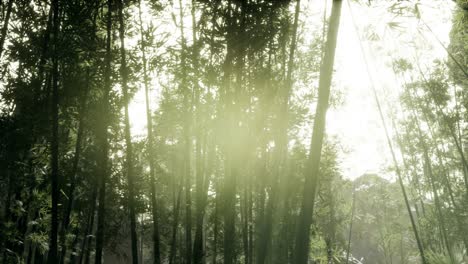 Ventoso-Y-Tranquilo-Bosque-De-Bambú-De-Arashiyama